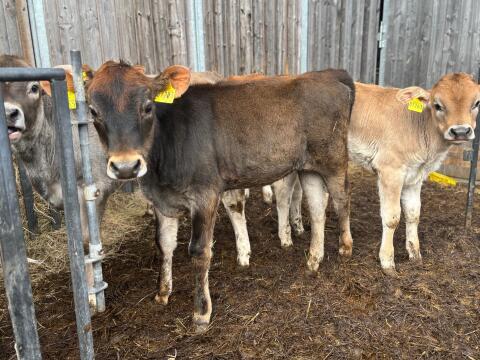 Bio-Jersey-Kuhkalb, Kalb