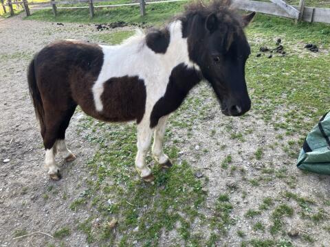Mini-Shetty Hengstfohlen