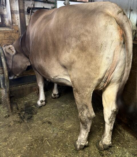 Brown Swiss Kalbin