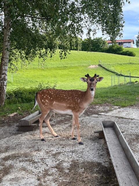 Damwild, Damhirsch, Spießer, Löffler