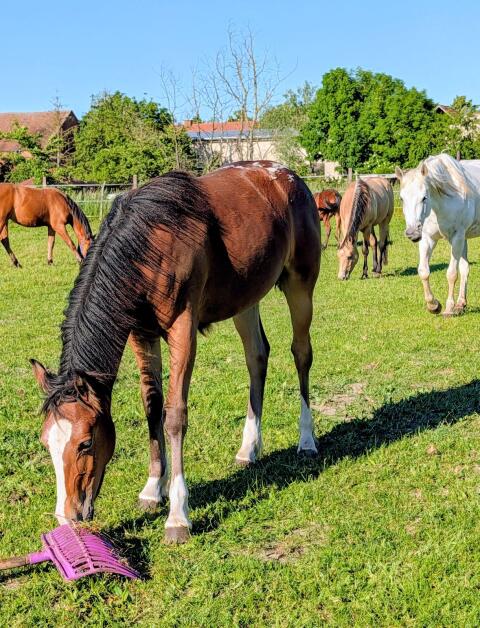 Stutfohlen Appaloosa x deutsches Reitpony
