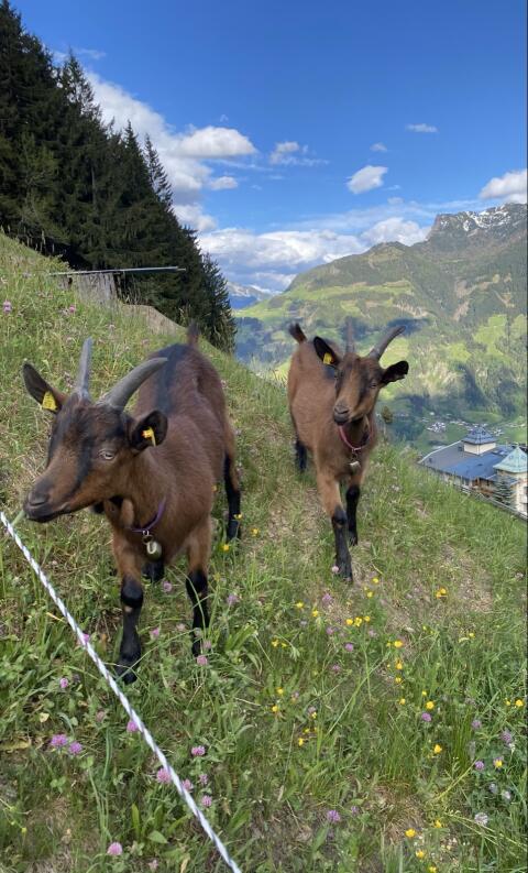 Zwillingsmädels Hanni und Nanni zu verkaufen