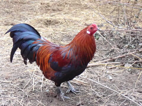 Zwerggrünleger wildfarbig