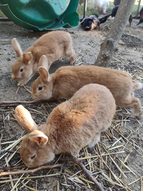 Kaninchen Rote Neuseeländer x Blaue Wiener
