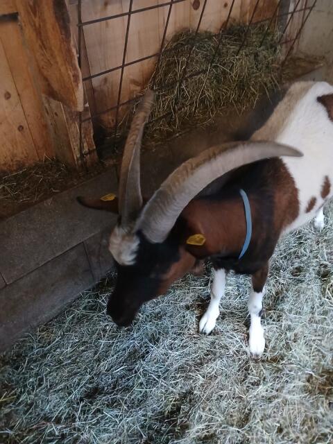 Tauerscheckenbock