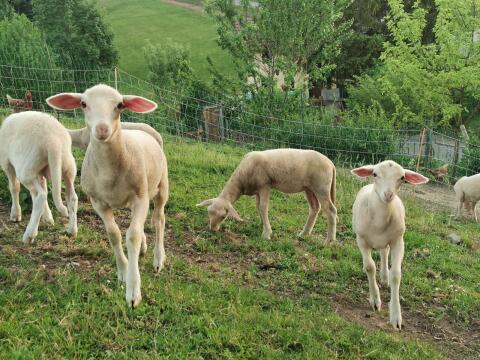 Milchschaf-Lämmer weiblich, männlich