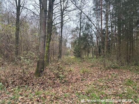 Suche Wald