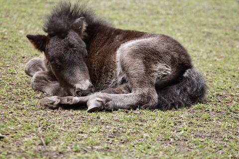 Mini-Shetlandponyfohlen