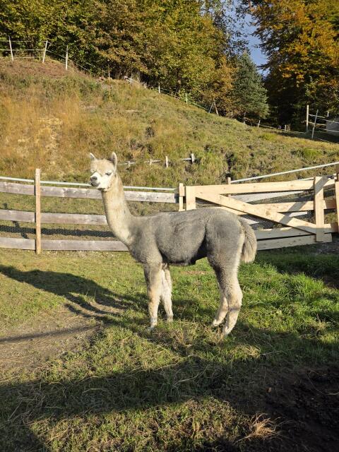 Alpakahengst Silver Grey AvK Nanook