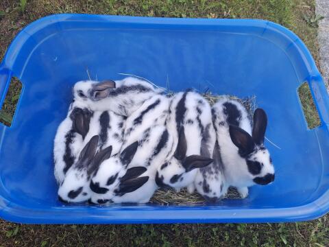Hasen, Fleischhasen