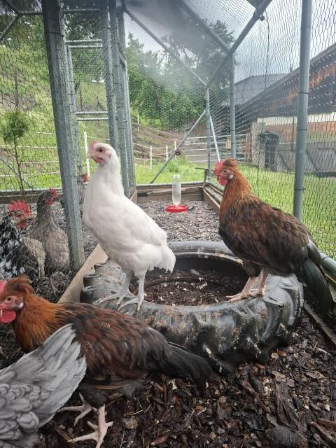 Altsteirer und Australorp Hähne