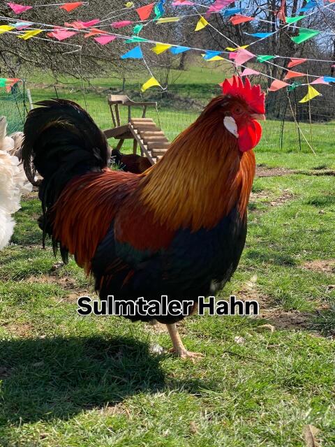 Sulmtaler Hahn