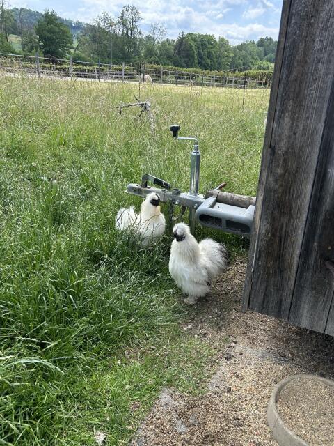 Zwei Zwergseidenhähne zu verschenken oder zu tauschen