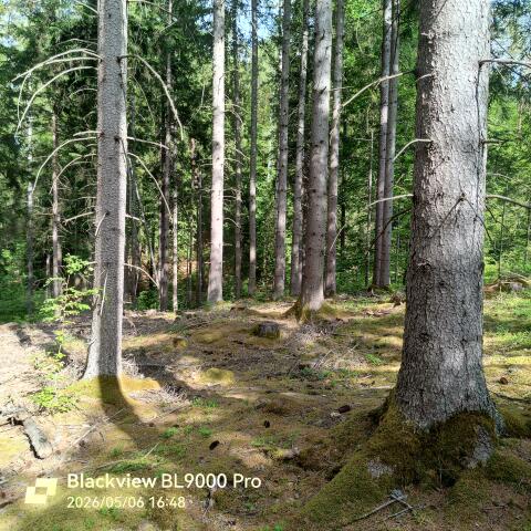 Wald gepflegt, Nähe Viktring, Klagenfurt
