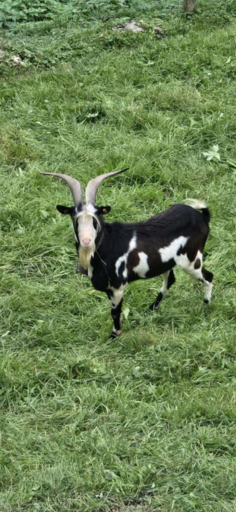 Tauernschecken-Bock