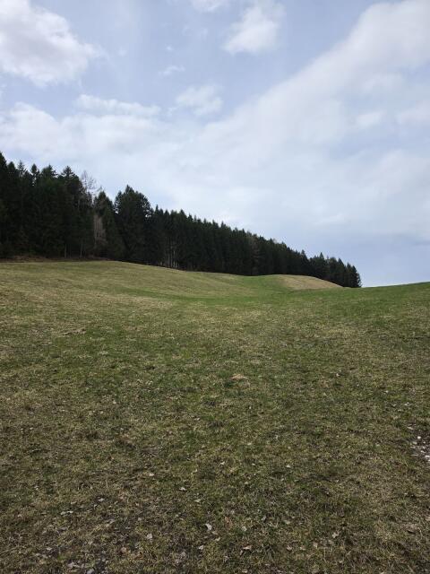 Wiese