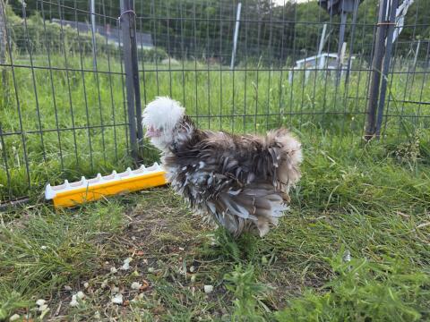 US Silkie Hahn in gestruppt, black motteled