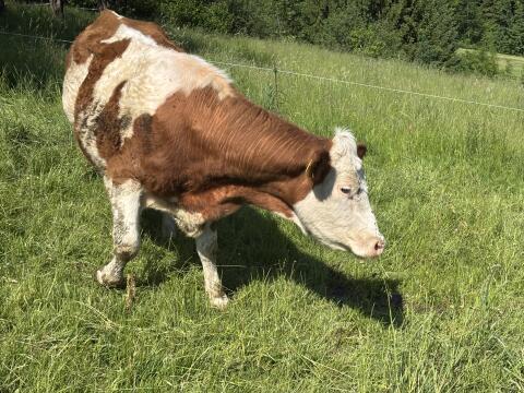 Bio-Mutterkuh mit Stierkalb