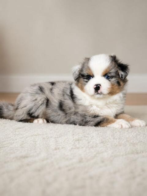 Australian Shepherd mit Papieren