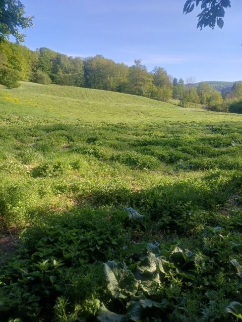 4 ha Wiese zum Mähen oder Beweiden