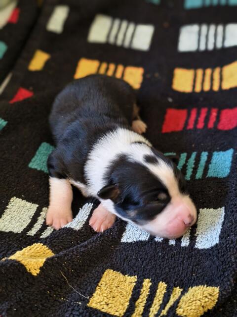 Australian Shepherd mit Ahnentafel