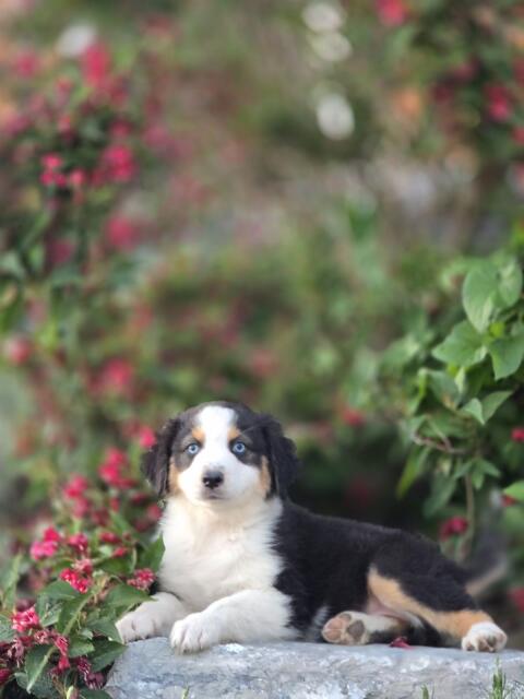 Australian Shepherd mit Papieren