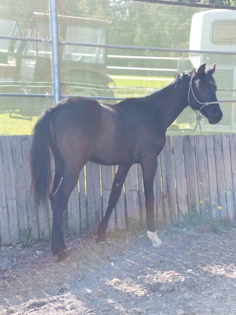 Warmbluthengst, 15 Monate, mit sehr guter Abstammung