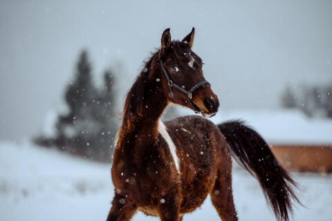 Partbred-Araber-Wallach "Flame"