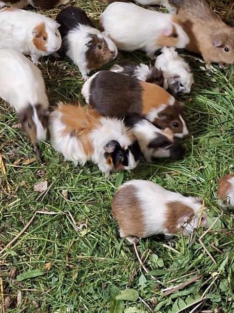 Meerschweinchen
