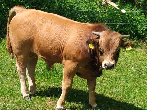 Aubrac Absetzer/Bulle