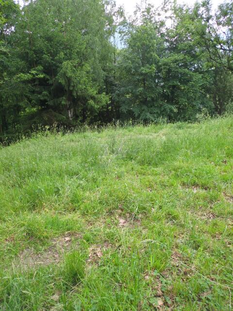 Ziegenweide