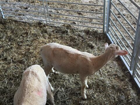Meatlinc-Widder