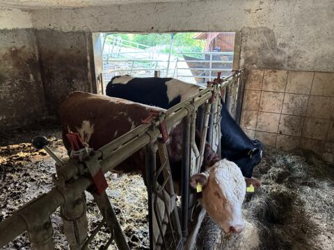 Verkaufe Zuchtstiere der Rassen Fleckvieh und Holstein