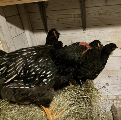 Barnevelder Junghahn SSDG