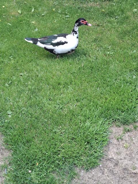 Enten