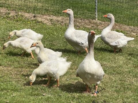 Fränkische Landgänse