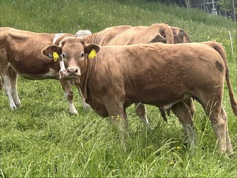 Kälber