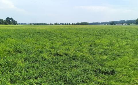BIO-Heu/Silage Fläche, Mahd ab 10.06.26