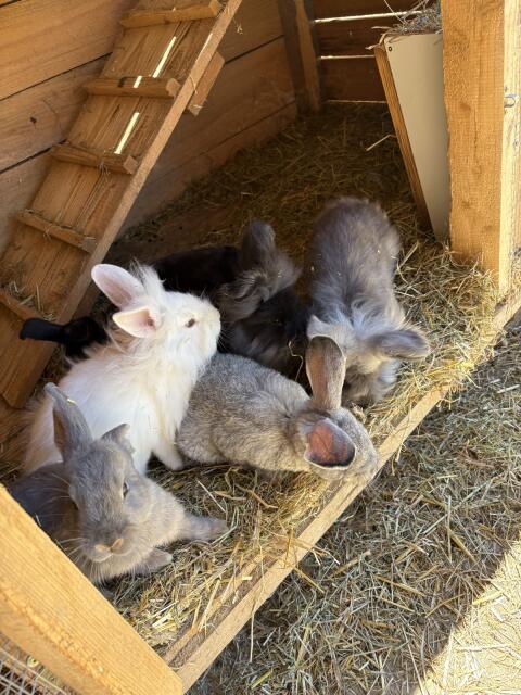 Zwergkaninchen
