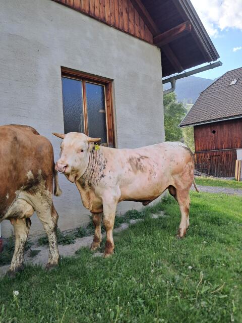 WBB-Stier