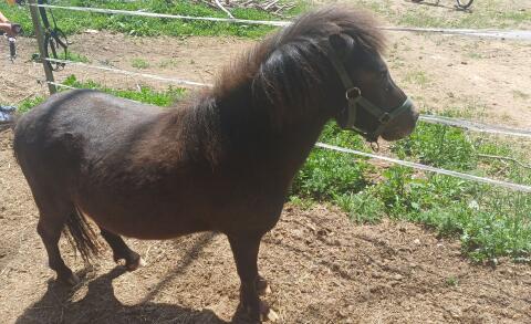 Mini-Shetty-Hengst