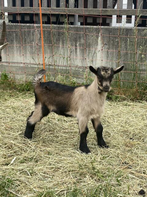 Ziegenbock