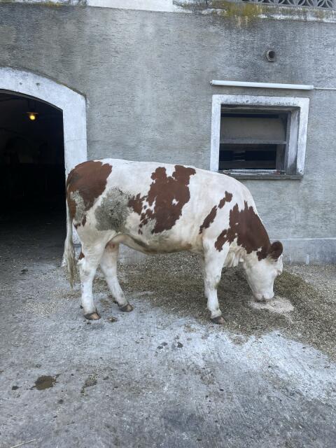 Bio FV Kalbin hochtragend