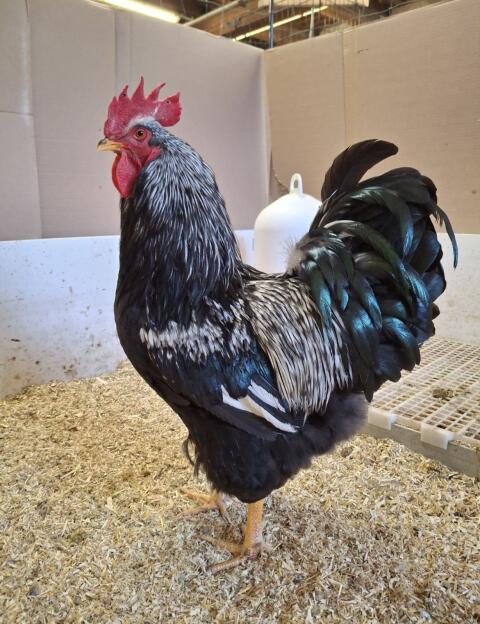 Rassegeflügel, Geflügel, Hähne, Hühner, Hahn, Huhn