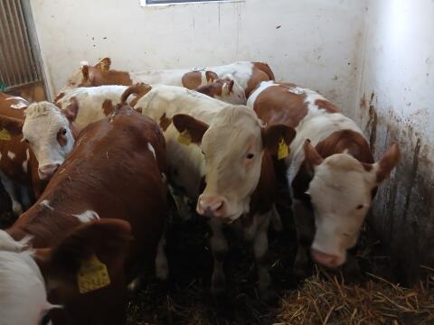 6 Einsteller FV, weiblich