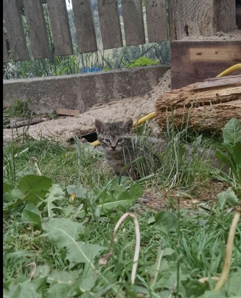 Babykatzen
