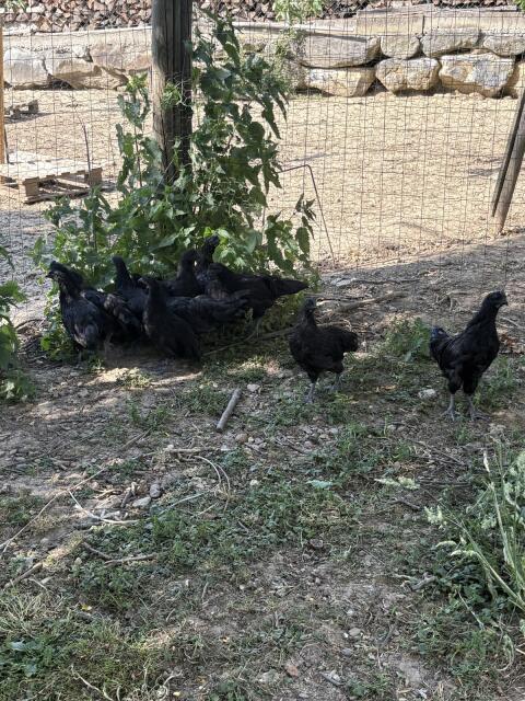 Ayam Cemani Hähne