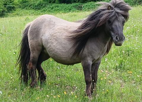 Shetlandponys