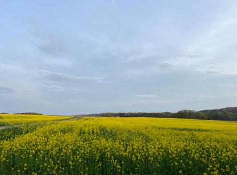 55 ha Ackerland im LK Osnabrück Nord zu verpachten