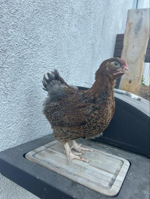 Buff Orpington Küken